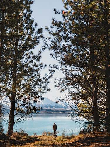 tree person standing beside body of water during day lake pukaki